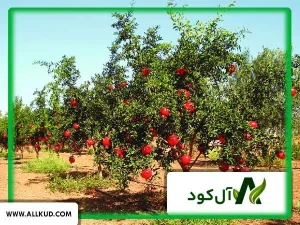 بهترین کود برای درخت انار