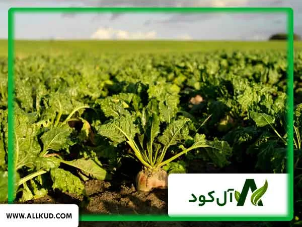 بهترین کود برای چغندر قند