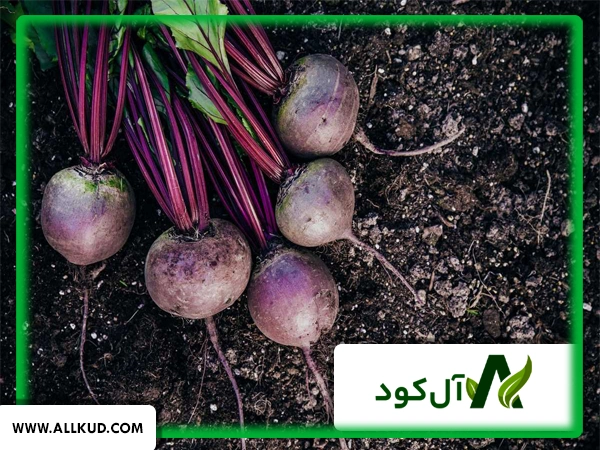 بهترین کود برای چغندر قند