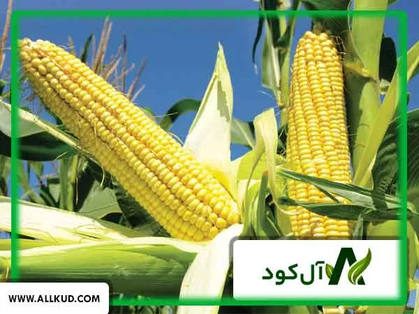 بهترین روش آبیاری برای مزارع ذرت