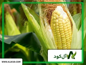 بهترین روش آبیاری برای مزارع ذرت