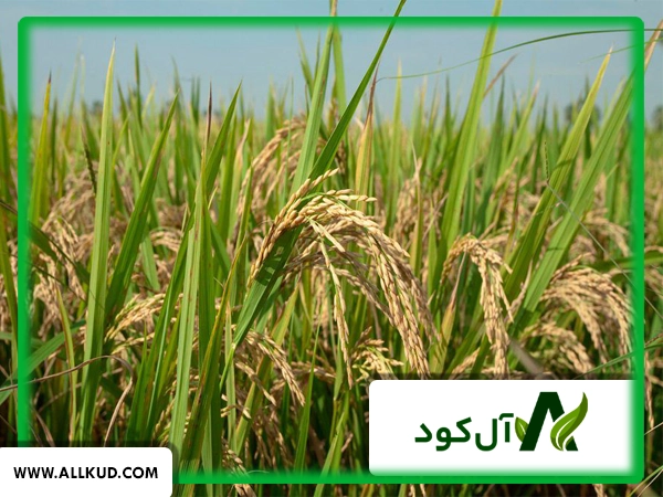 تأثیر استفاده از بیوتکنولوژی در بهبود محصولات کشاورزی