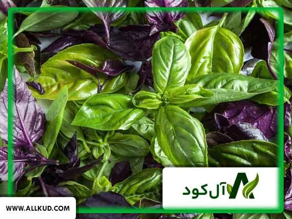 پرسودترین گیاه برای کاشت در خانه
