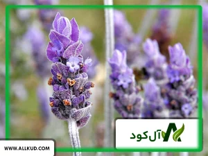 پرسودترین گیاه برای کاشت در خانه
