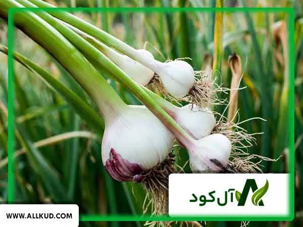 راهنمای کامل مصرف کود اوره برای سیر