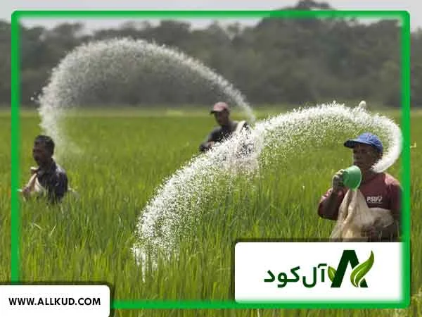 مصرف کود اوره برای گیاهان مختلف مانند گندم و ذرت