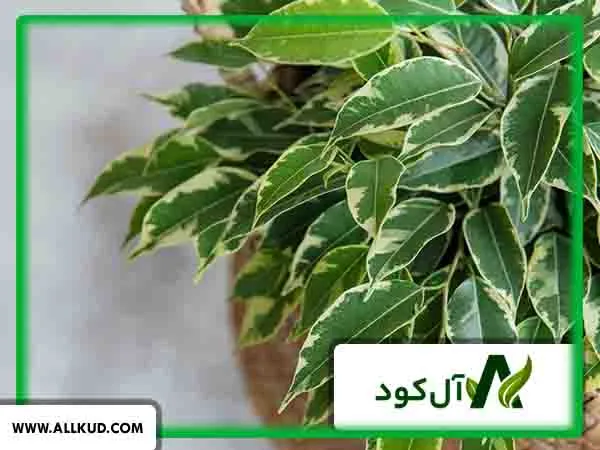 بنجامین چیست
