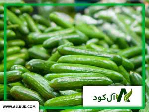 برنامه کودی برای باردهی خیار سبز