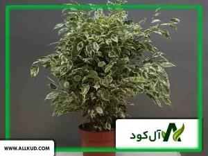 بهترین کود بنجامین 