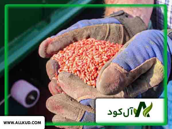 مزایای استفاده از کود بذر مال برای گندم