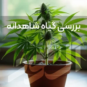 بررسی گیاه شاهدانه