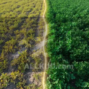 کود مخصوص رشد یونجه