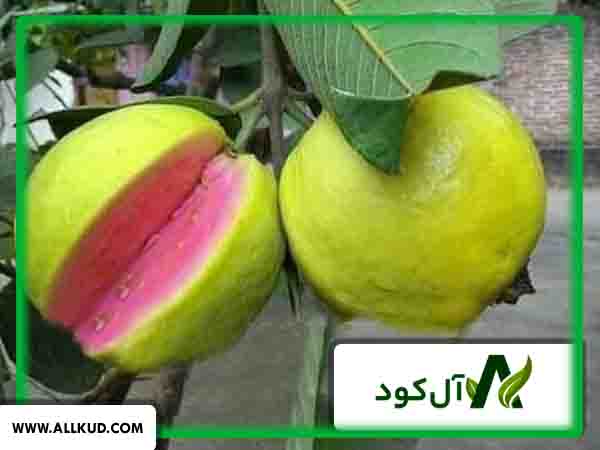 کود زیتون گواوا