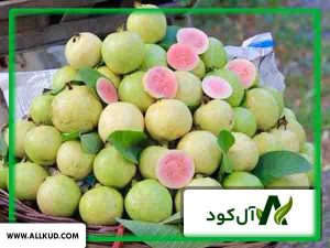 درختچه زیتون گواوا