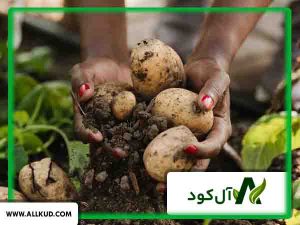 فصل کاشت سیب زمینی بهاره و تابستانه