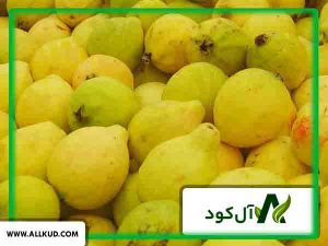 کود زیتون گواوا چه مزیتی دارد؟