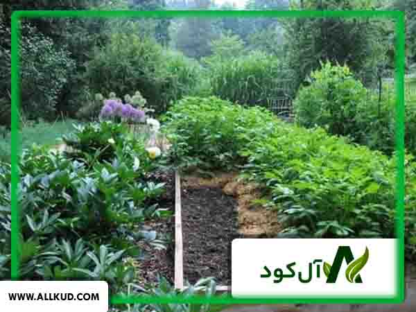 فصل کاشت سیب زمینی