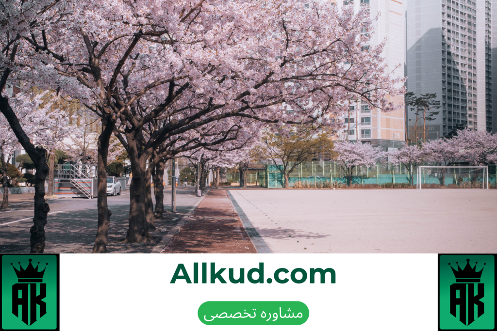 پرورش گیلاس و نگهداری با کوددهی.