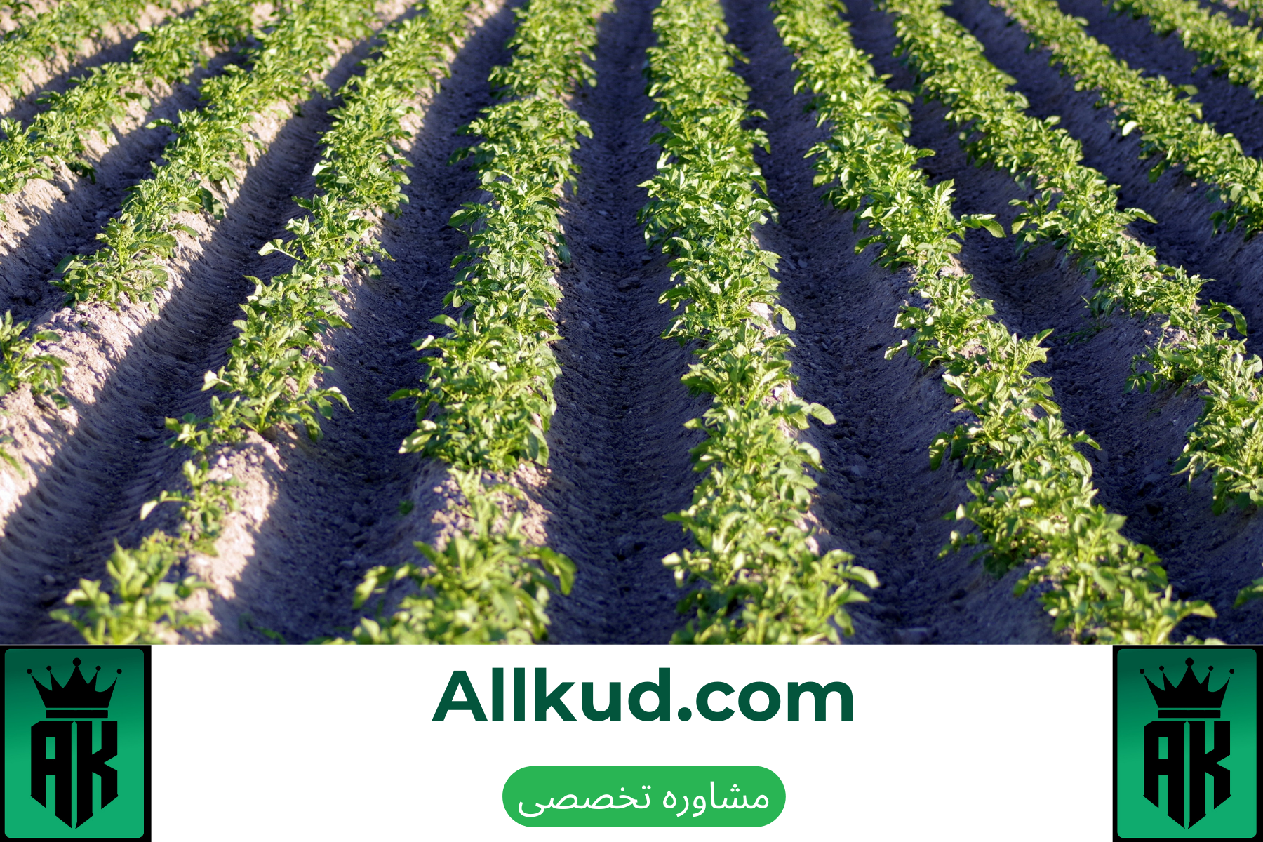 روش کاشت سیب زمینی و بهترین نحوه کشت برای این گیاه.