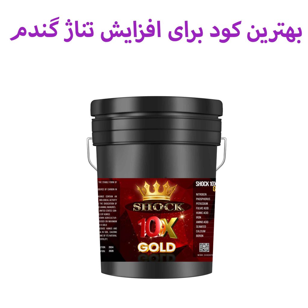 بهترین کود برای افزایش تناژ گندم