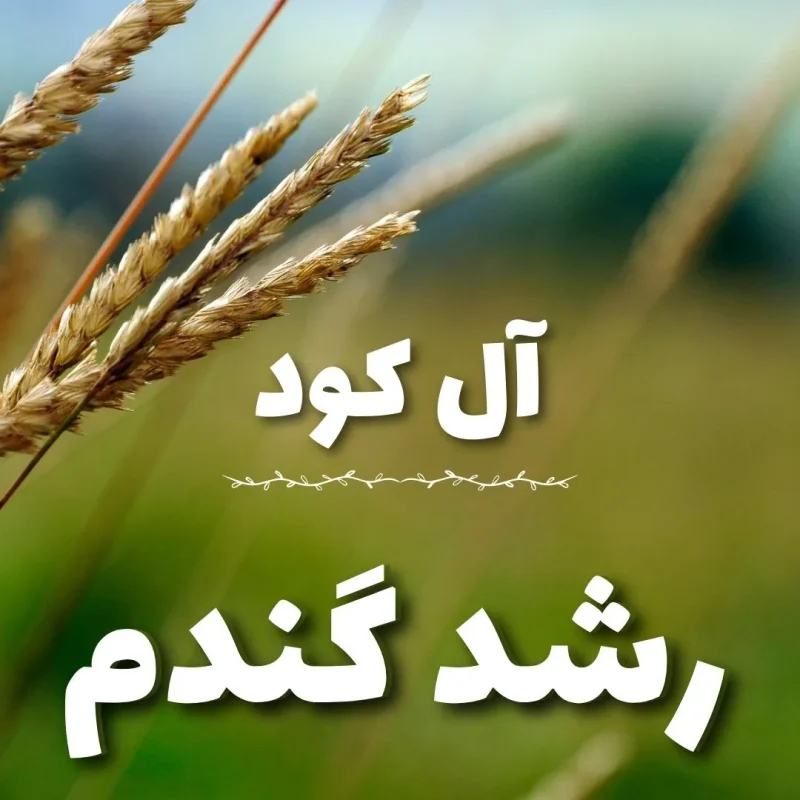 رشد تناژ گندم با نکات طلایی در این مقاله بررسی میشود.