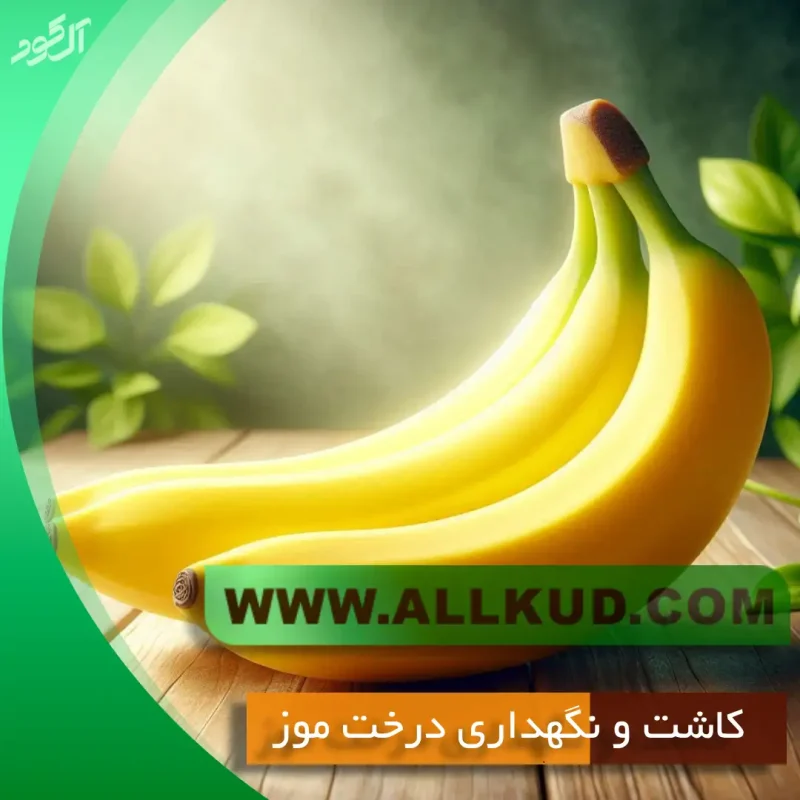 کاشت و نگهداری درخت موز
