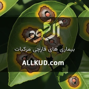 بیماری‌های قارچی رایج مرکبات و روش‌های پیشگیری و درمان: راهنمای جامع باغداران