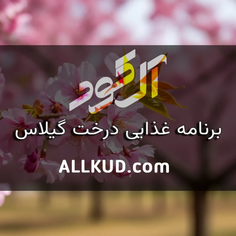 نکات کلیدی تغذیه برای افزایش گلدهی و تبدیل گل به میوه در درخت گیلاس