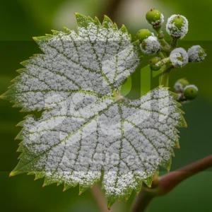 مقایسه علائم سفیدک پودری و دروغی روی برگ انگور