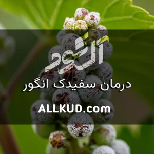 سفیدک پودری و دروغی انگور: علائم دقیق و استراتژی‌های کنترل هرکدام