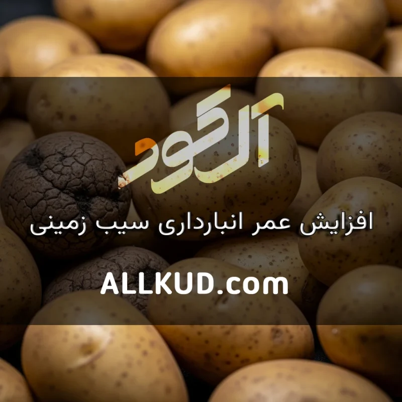 تأثیر تغذیه کلسیم و پتاسیم بر ماندگاری و کیفیت نگهداری سیب‌زمینی