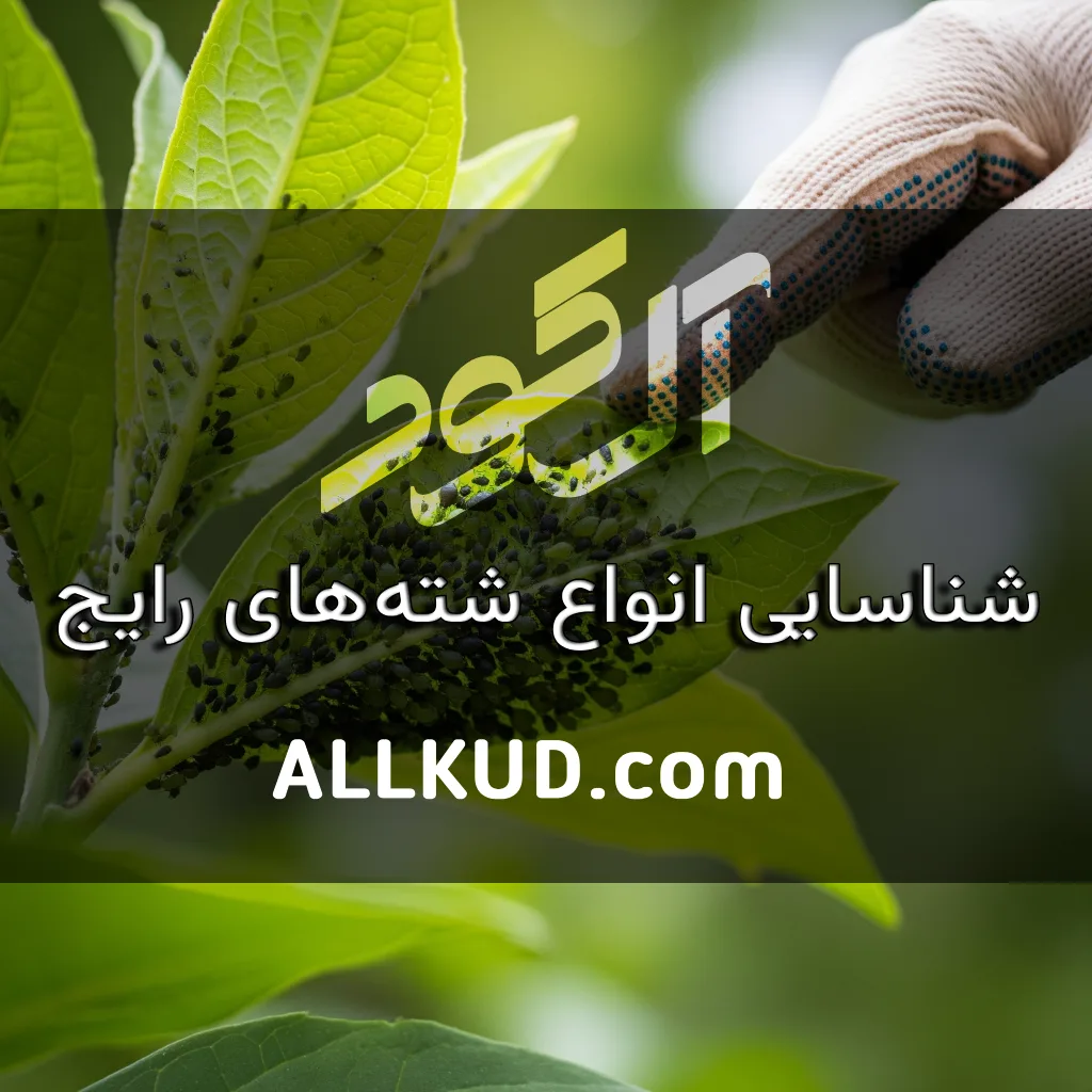 شناسایی انواع شته‌های رایج (سبز، سیاه) و روش‌های کنترل ارگانیک و شیمیایی