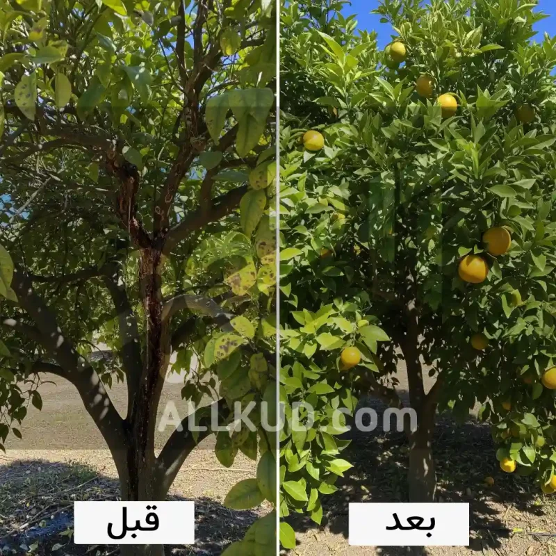 بیماری‌های قارچی رایج مرکبات و روش‌های پیشگیری و درمان: راهنمای جامع باغداران