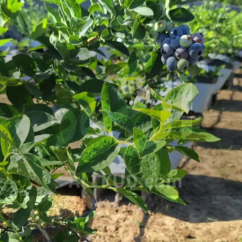 راهنمای کامل کاشت و مراقبت از بلوبری