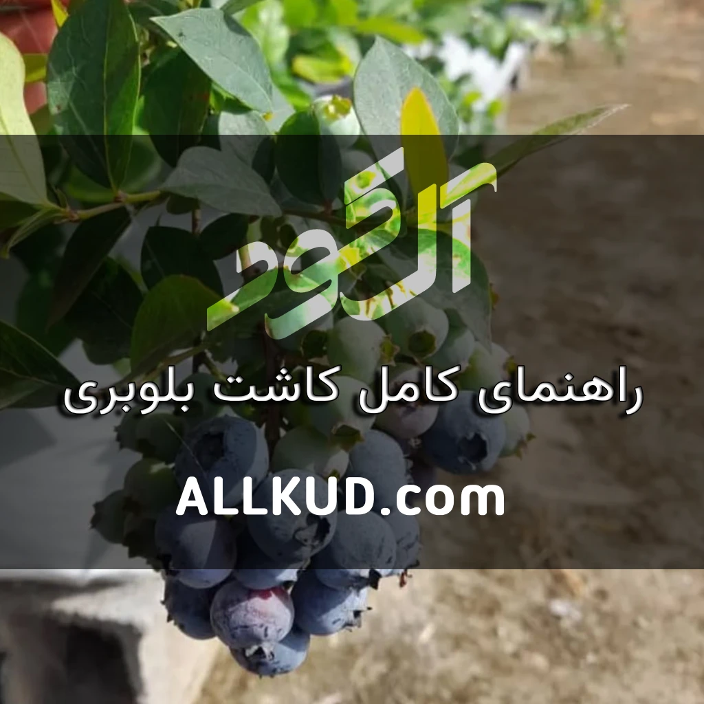 راهنمای کامل کاشت و مراقبت از بلوبری