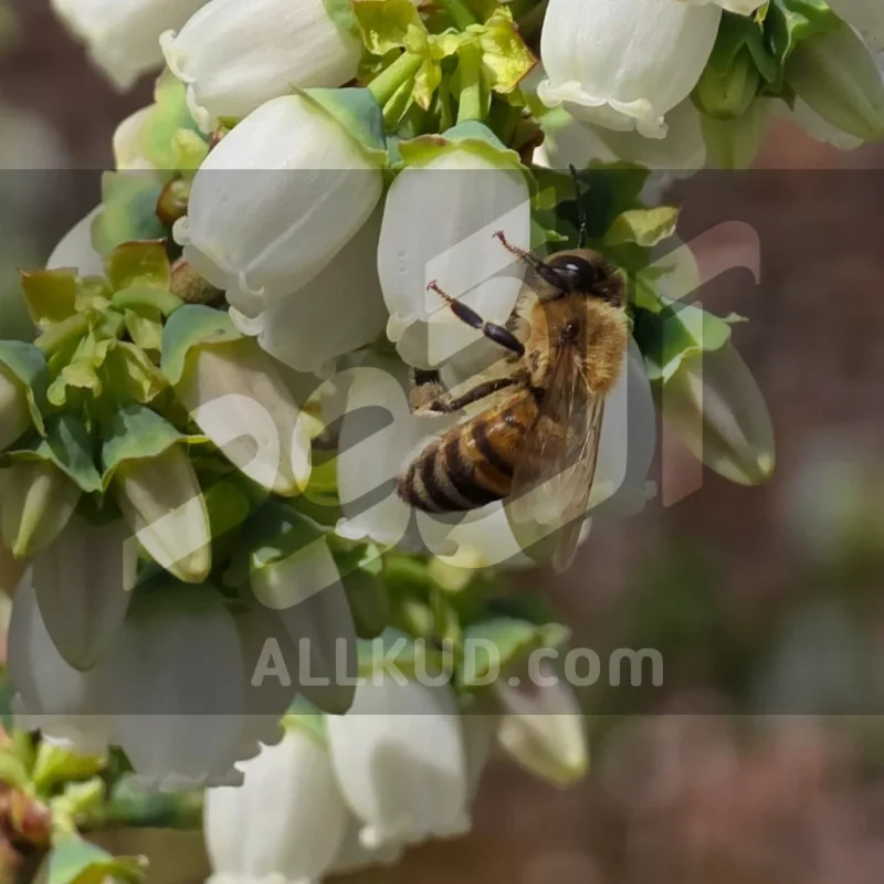 راهنمای کامل کاشت و مراقبت از بلوبری