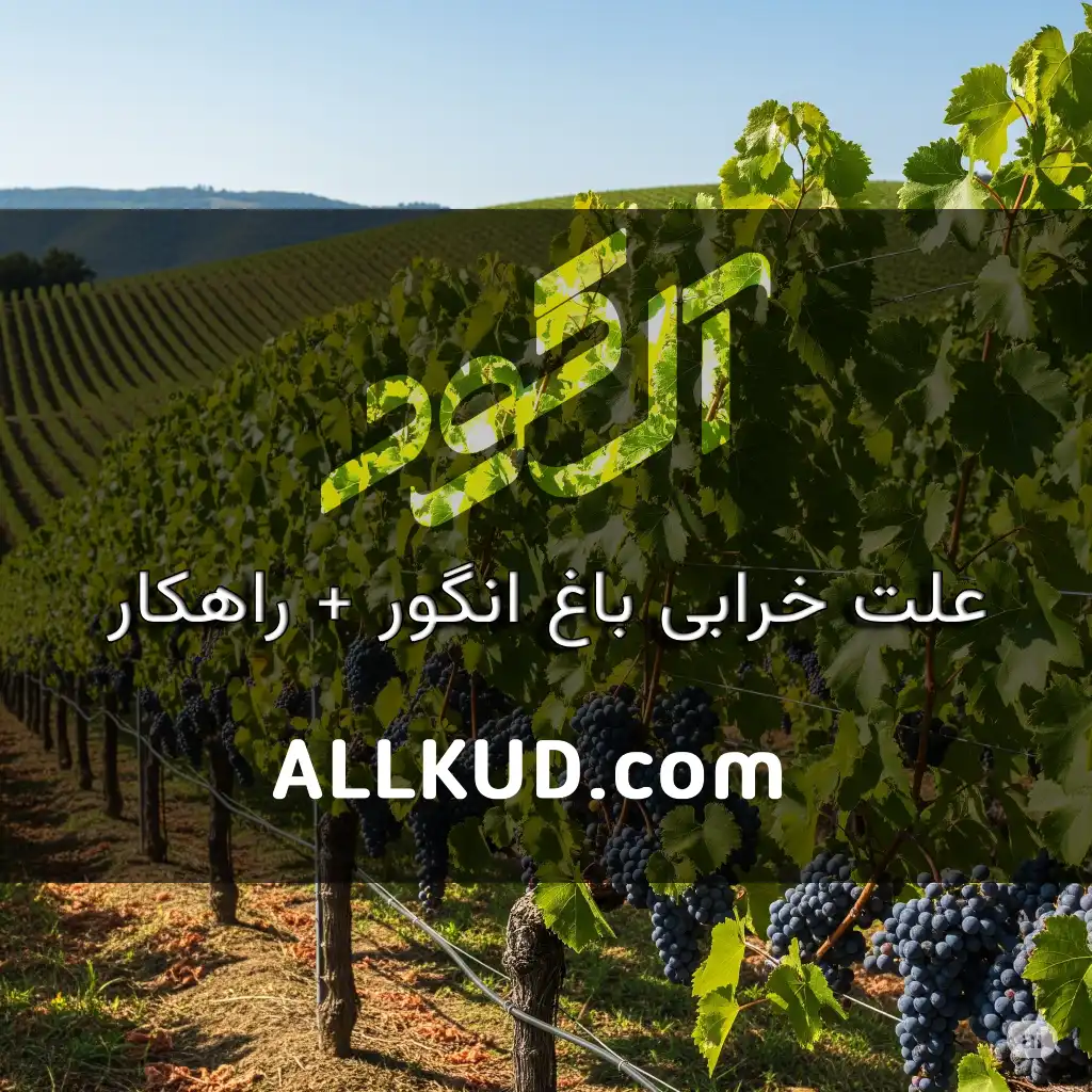 علت خرابی باغ انگور