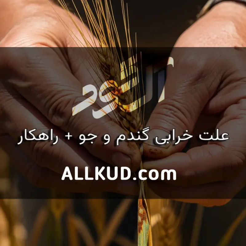 علت خرابی گندم و جو