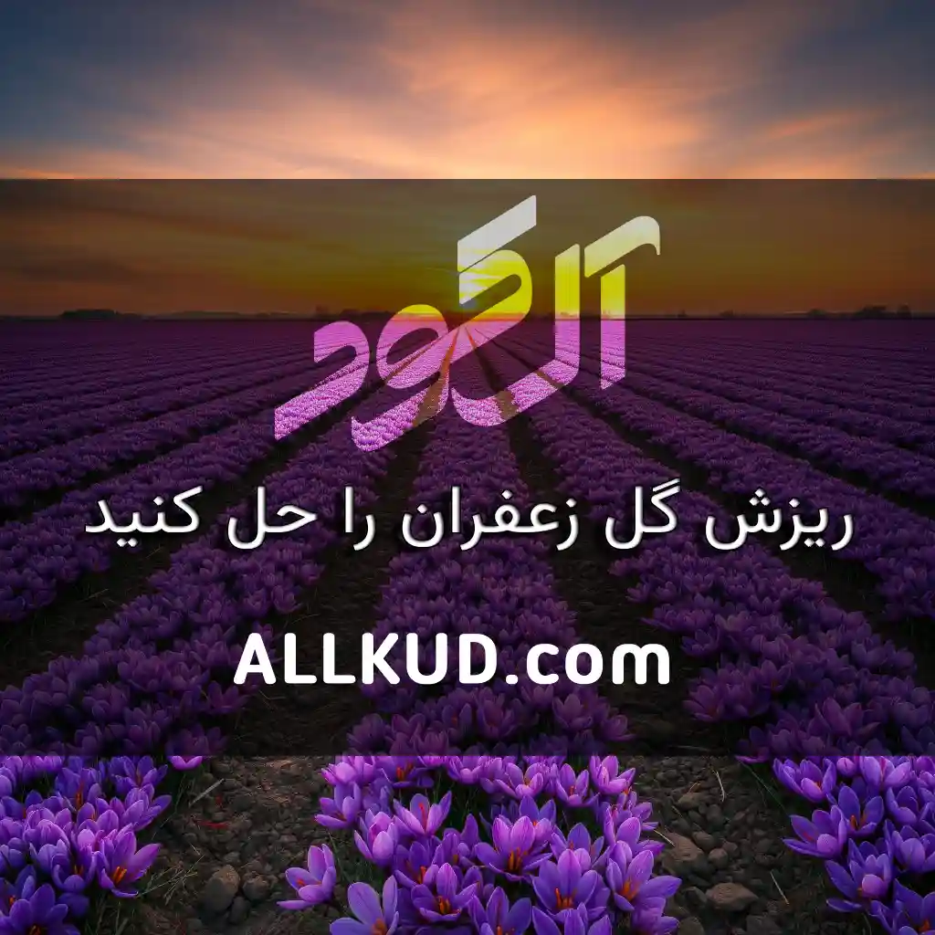 بررسی جامع علت گل ندادن زعفران یا گلدهی کم و راهکارهای افزایش آن