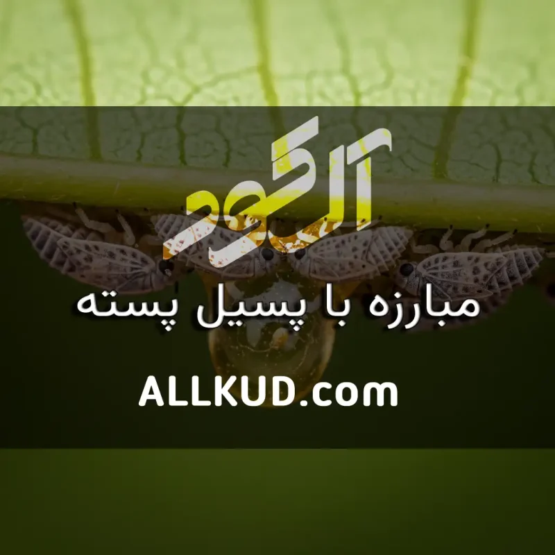 پسیل پسته (شیره خشک): بهترین استراتژی‌های سمپاشی و کنترل بدون ضرر