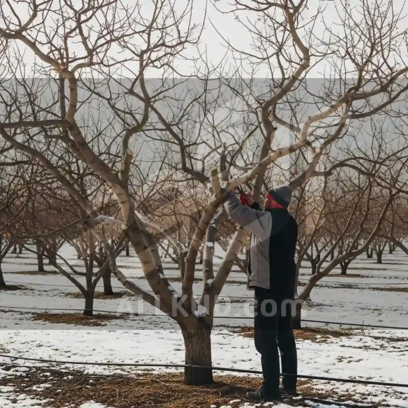 پسیل پسته (شیره خشک): بهترین استراتژی‌های سمپاشی و کنترل بدون ضرر