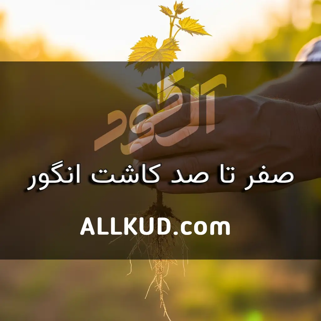 کاشت انگور؛ از کاشت تا برداشت