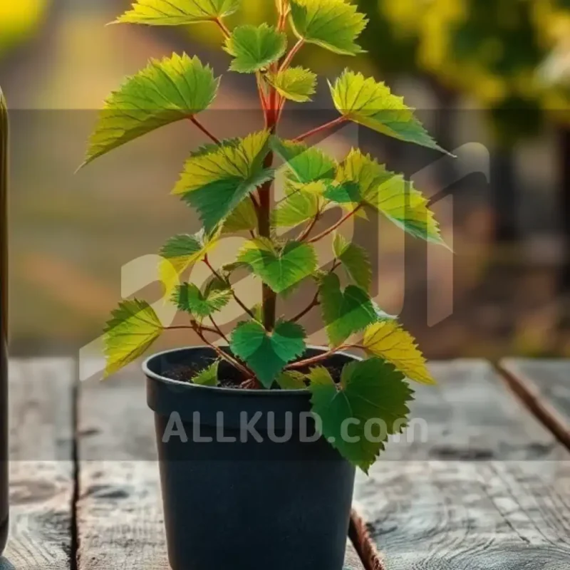 کوددهی انگور با اوره: زمان‌بندی، میزان و روش مصرف برای افزایش محصول