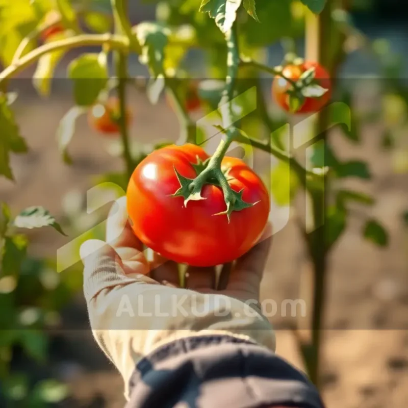 راهنمای جامع کاشت گوجه فرنگی؛ از کاشت تا برداشت