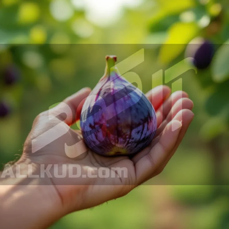 راهنمای کامل برای رشد بهتر درخت انجیر: از کاشت تا برداشت پربار