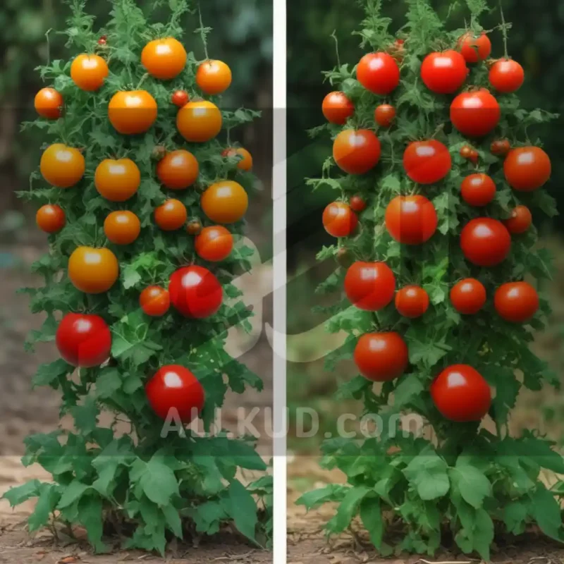 راهنمای جامع کاشت گوجه فرنگی؛ از کاشت تا برداشت