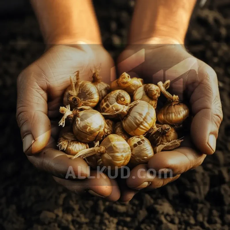 کاشت زعفران؛ از کاشت تا برداشت