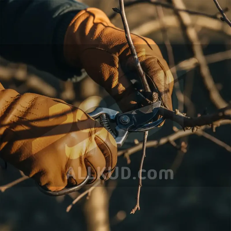 راهنمای جامع کاشت درخت سیب؛ از کاشت تا برداشت