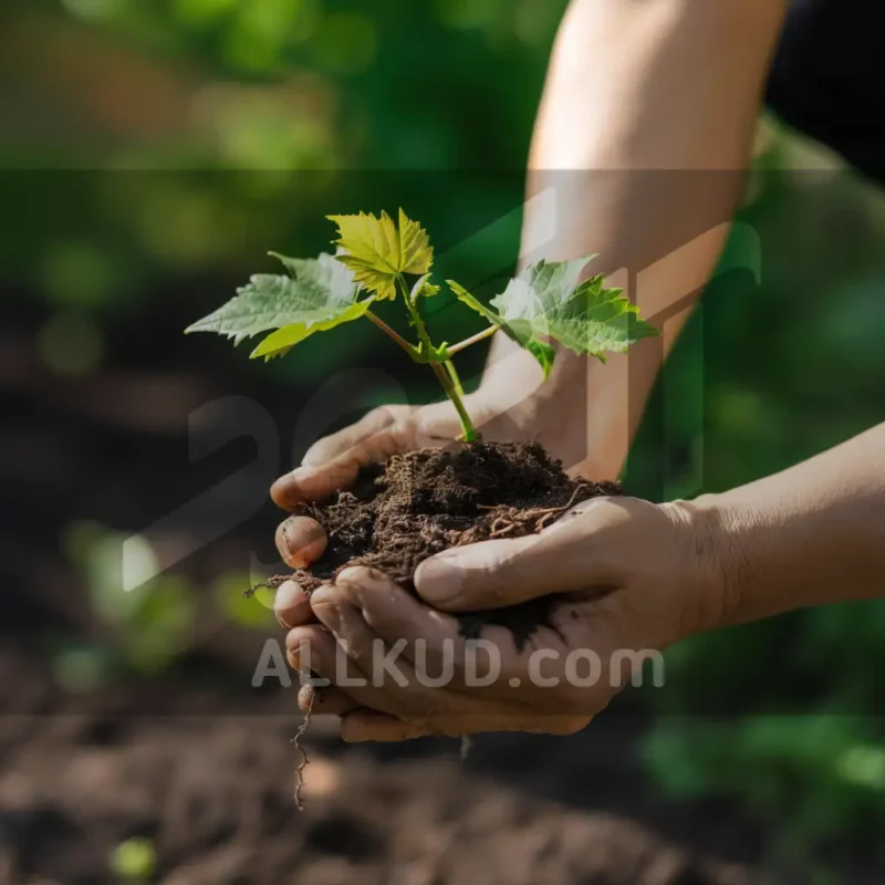 چگونه درخت انگور را پربار کنیم؟ راهنمای جامع برای باغداران