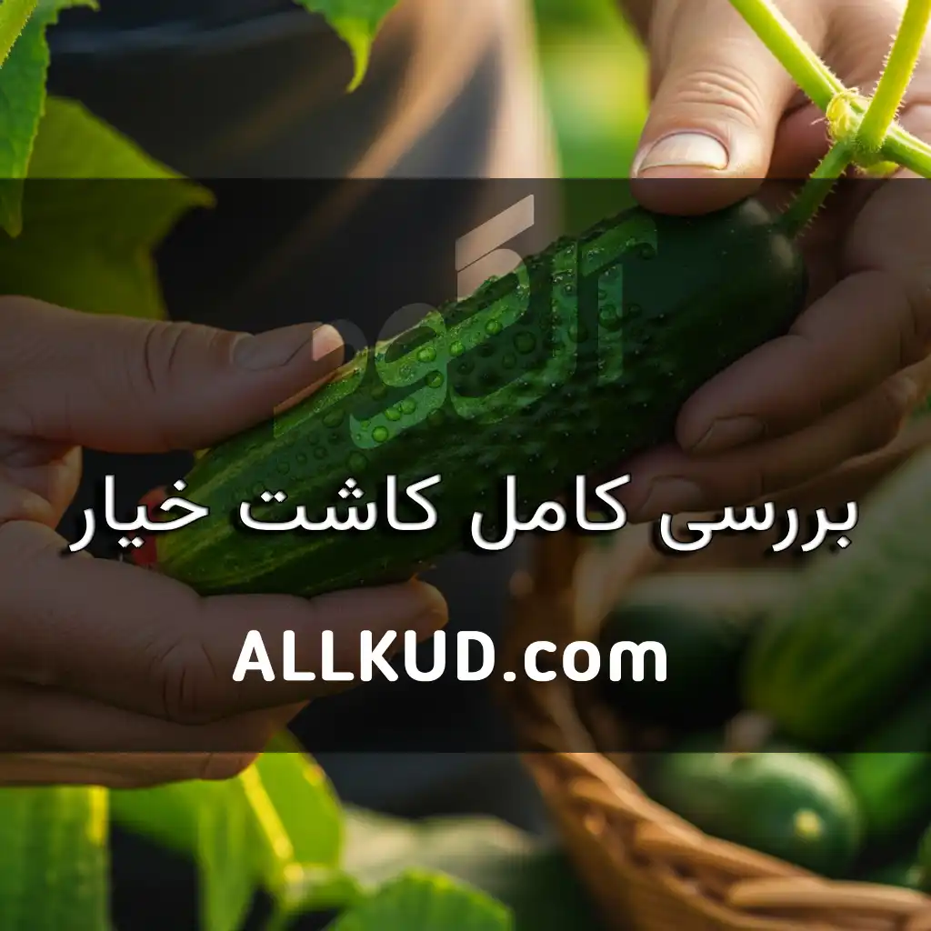 کاشت خیار؛ از کاشت تا برداشت